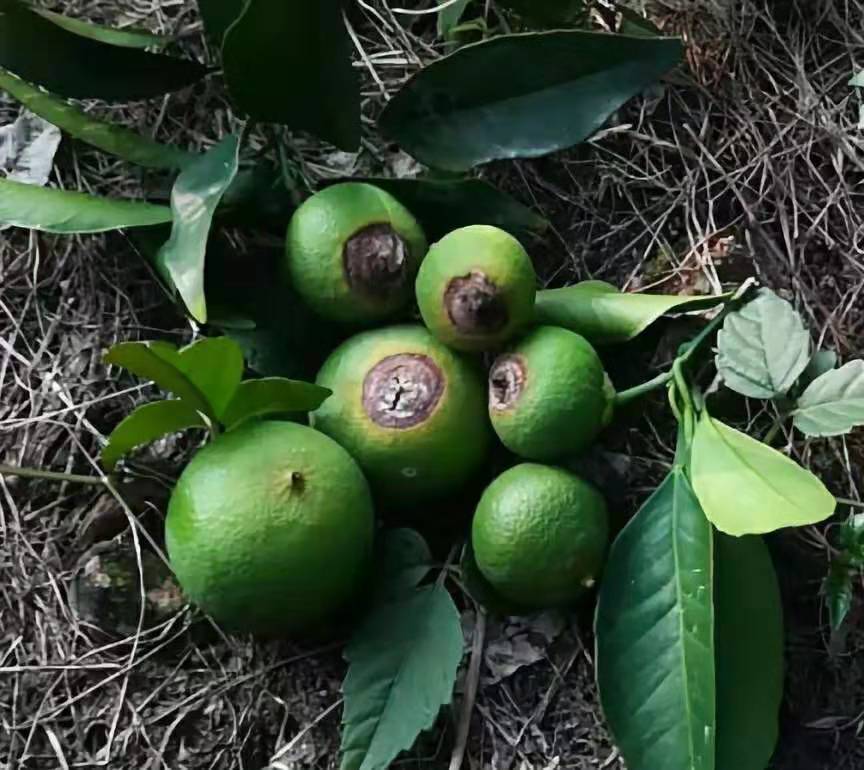 高温多雨导致柑橘得炭疽病怎样治疗柑橘炭疽病-搜狐大视野-搜狐新闻