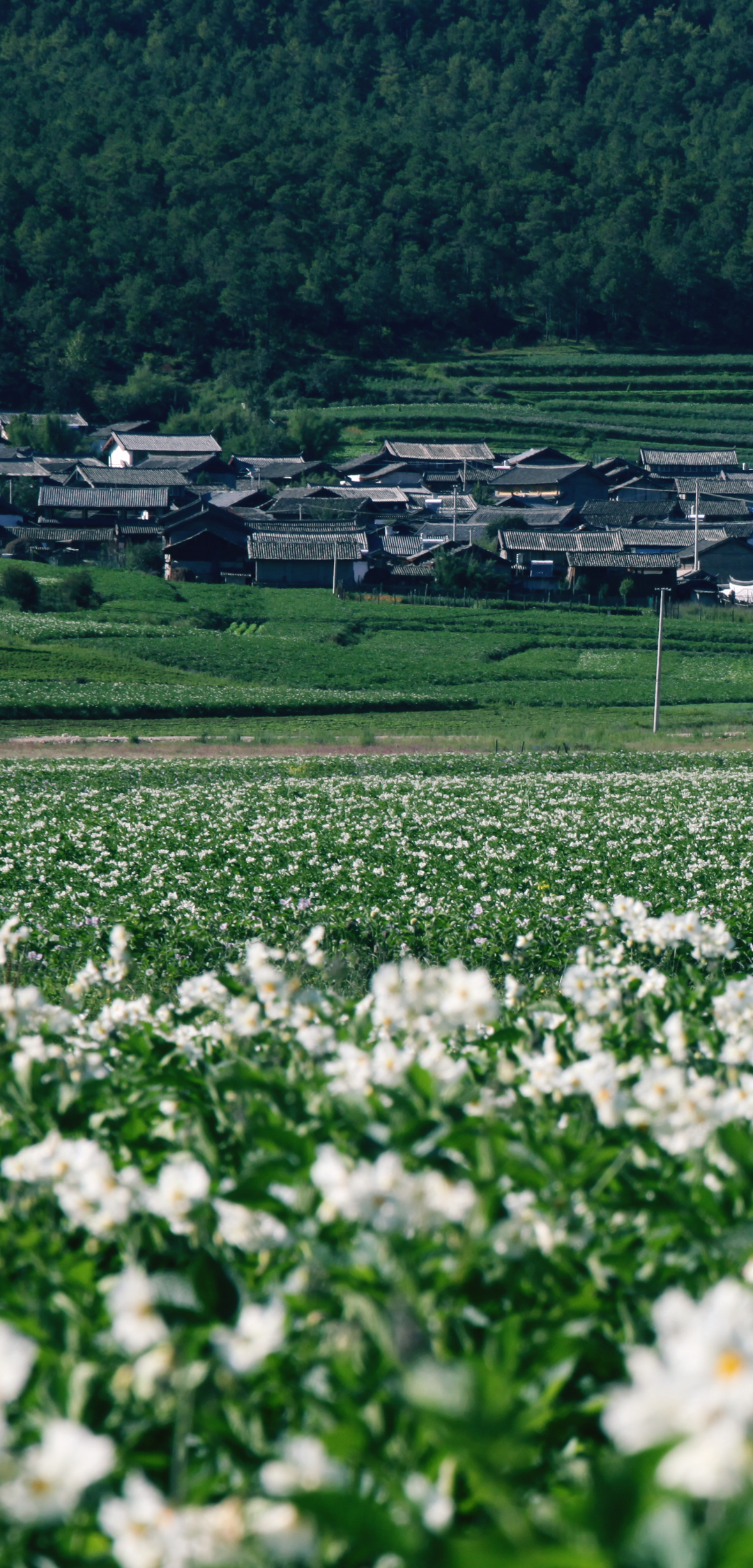 空中花海——丽江南溪村