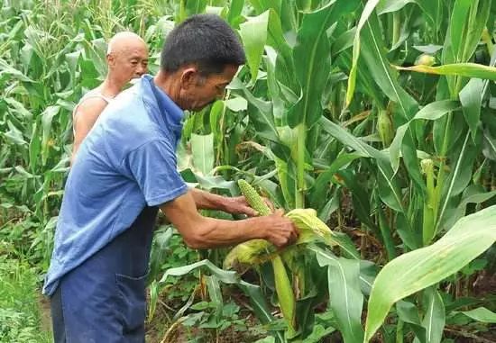 如何种植玉米种子 e1f69b7699fd413593e343ba8a986005.jpeg