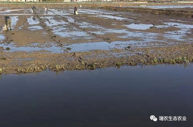 冬天能养的水草 e4d026432b3a44bd83758db918584537.jpeg