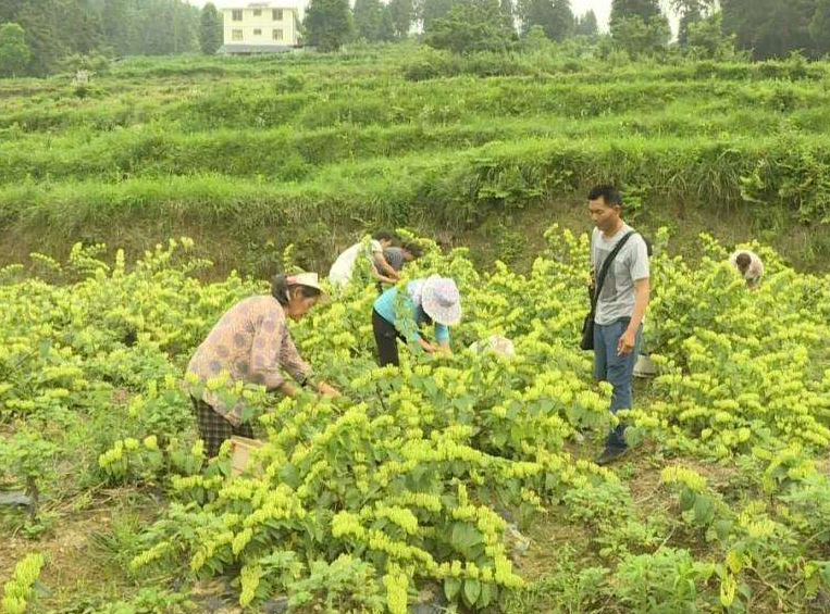 谈谈广西农村-广西种植业 从香蕉滞销看广西农业的发展