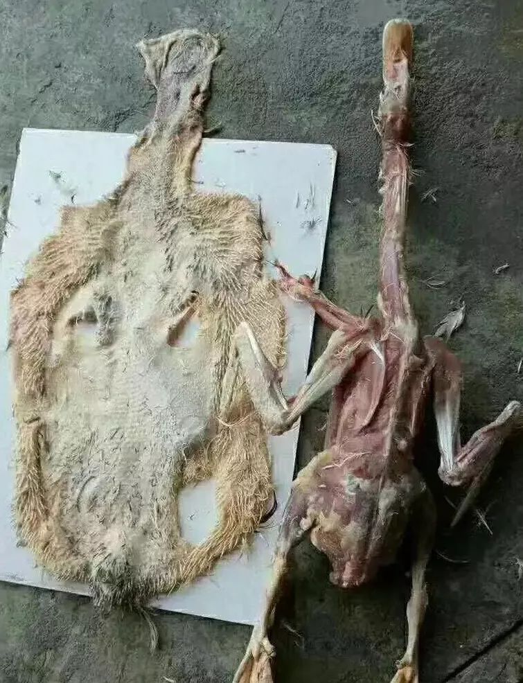 这几天巴马人最痛苦的事,就是沦陷在