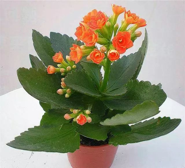 如何修剪长寿花的叶子 f5970b727a5e4a04be553763abd6ef59.jpeg
