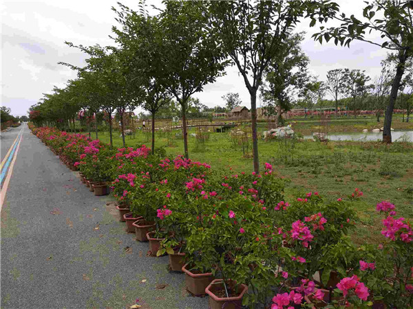 芜湖市六郎镇经济总量_芜湖市第四十六中学