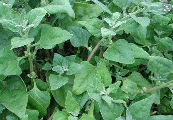 一点红野菜的煮法 05d0ea59199c4f929fc9ff26afa5009a.jpeg