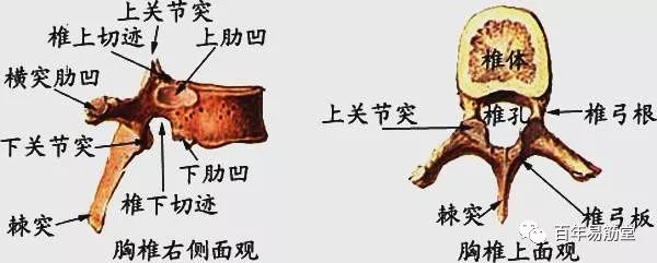 胸椎,颈椎,腰椎,骨棘突定位(图文详解)