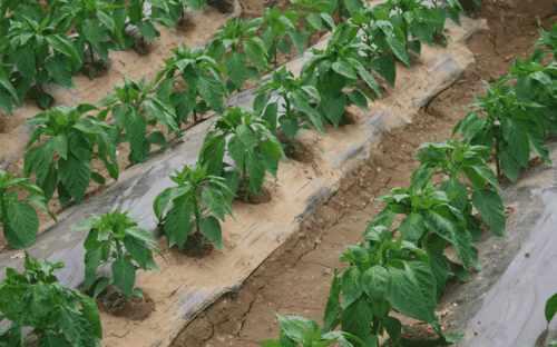085ad61370f843a4afb17d6ad643925c.gif