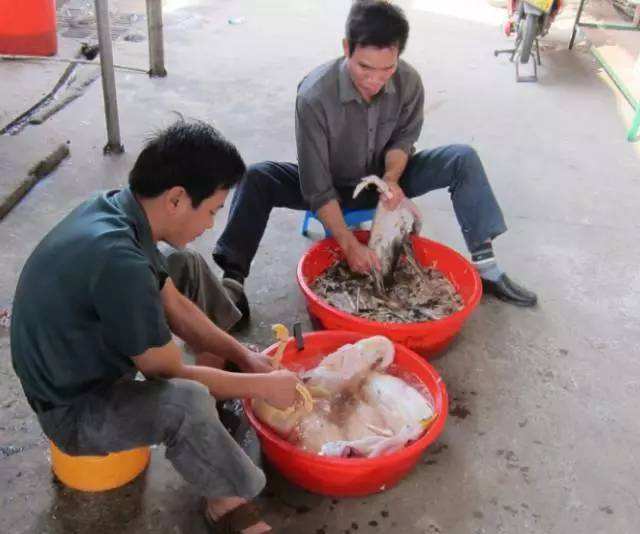 七月十四没有一只鸭子能活着飞出广西杀鸭堪称一道靓丽风景线