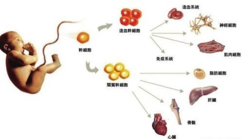                     原创            婴儿出生的2分钟，可能会影响宝宝一生健康！新手妈妈谨记！