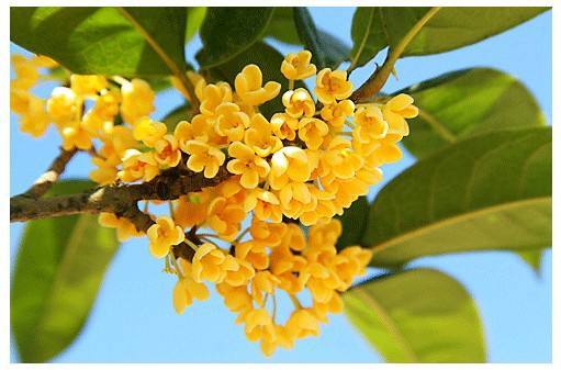 叶子最好看的桂花 131f73da16f84988969b312195e20d11.jpeg