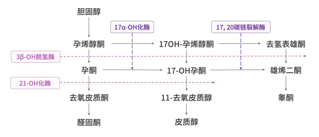 (如21-羟化酶,11β-羟化酶等 先天性缺陷,导致肾上腺皮质醇的合成