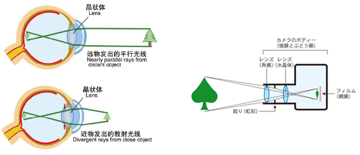 眼睛成像的原理要想了解各种视力问题的治疗方法,首先需要熟悉眼睛的