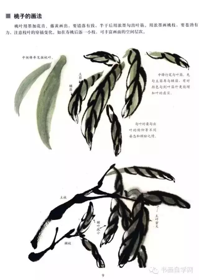 中国画技法基础教学蔬果的画法