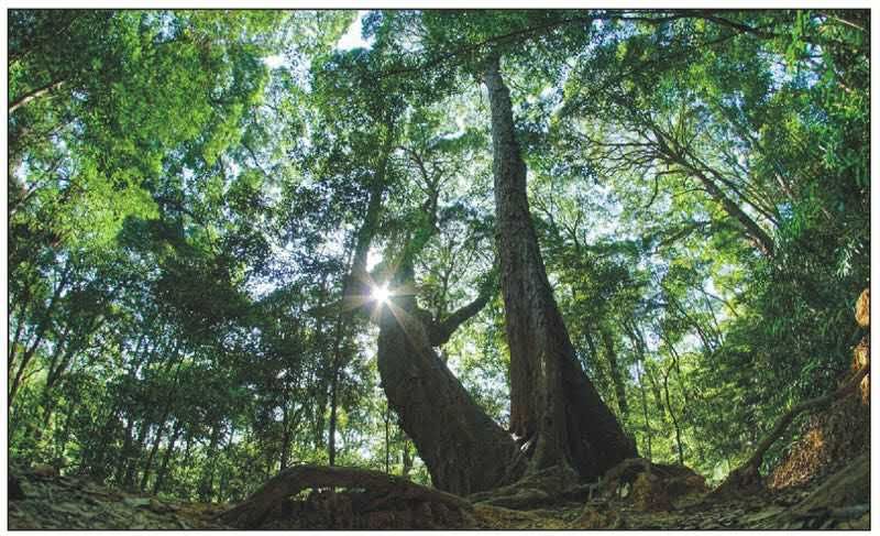 100多年前,英国植物学家格瑞米在三明发现这片栲树林,回国后专