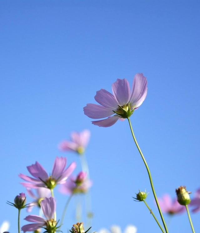 黄河石林——盛开在我心里的格桑花