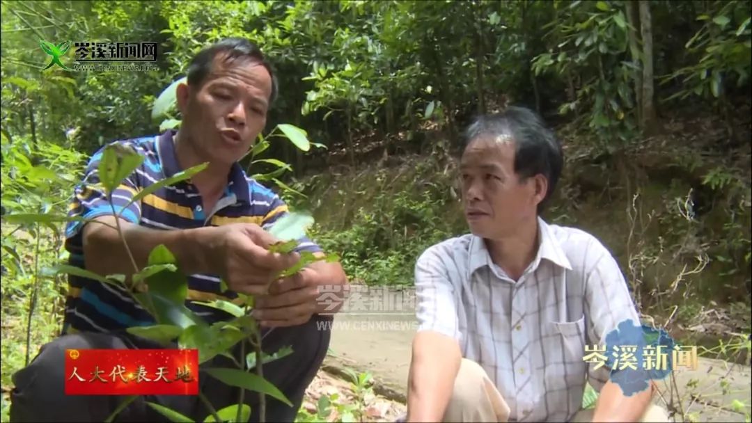 波塘镇的他们靠山致富种植玉桂达九万多亩