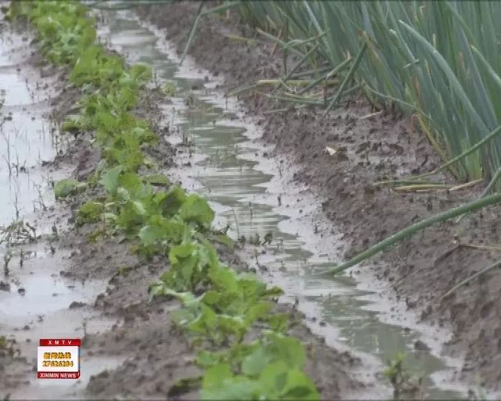 什么时候种大葱啊 1bac933331bc487ab3cb2850683663e3.jpeg