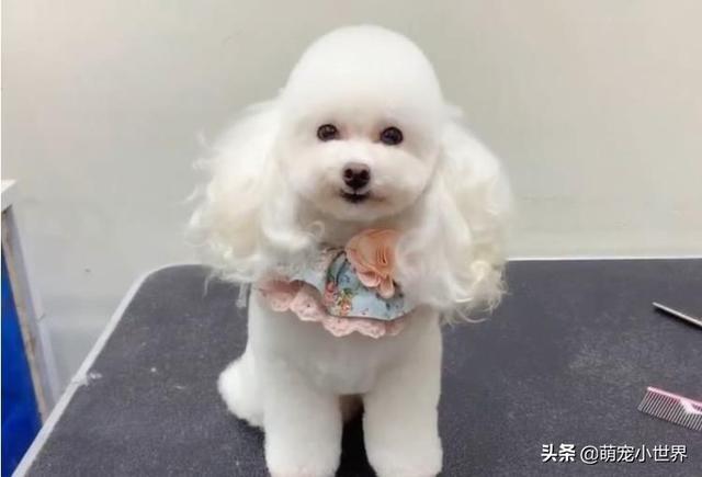 q毛白贵宾犬剪头发舒服到睡着,醒来变俏丽长发公主