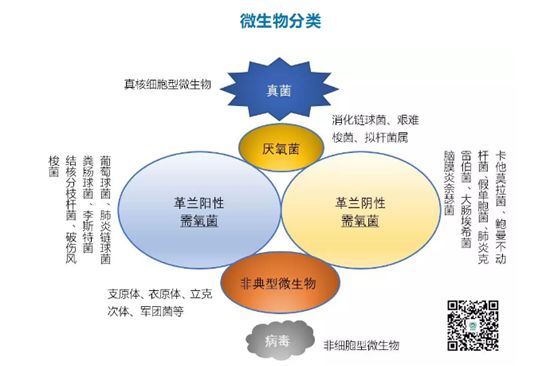 3分钟读懂常见抗生素及其抗菌谱,建议收藏!