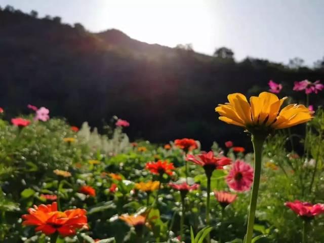 门头沟的山里藏着这处绝美风景 8月开园 山中花海等你一季 清水