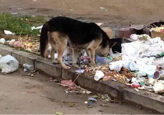 狗为啥会吃土 2a6ce0edfa4a4231827421a0ddd1fdb7.jpeg