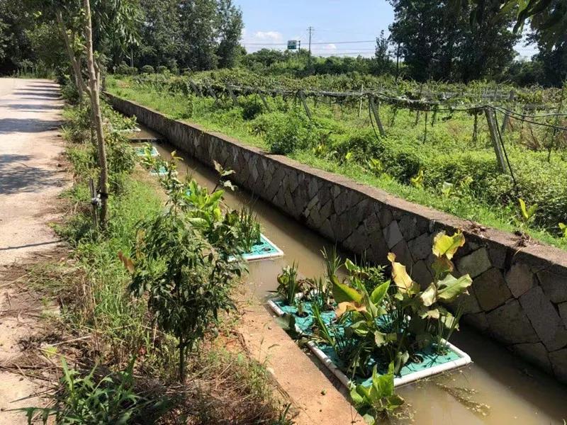 沟溪乡后坞村生态沟渠推进农业绿色发展