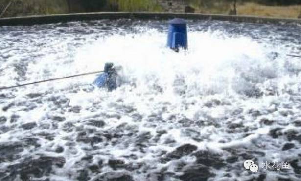 怎么养鱼不用打氧 37499d3999d74f2582f293e180050746.jpeg