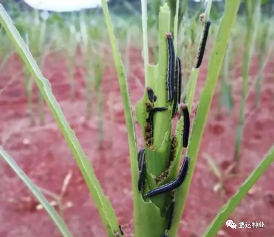 粘虫的幼虫,是一种暴食性害虫,能吃光作物叶片,咬断作物的穗,造成严重