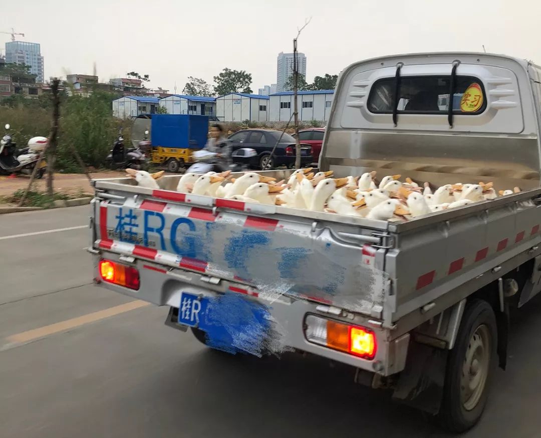 连上班路上都看到一车车鸭子往市场里拉一大早潮小妹就收到了朋友送