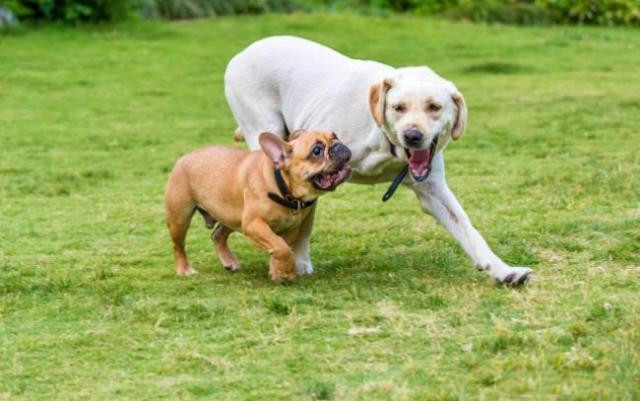 第三种狗:拉布拉多犬