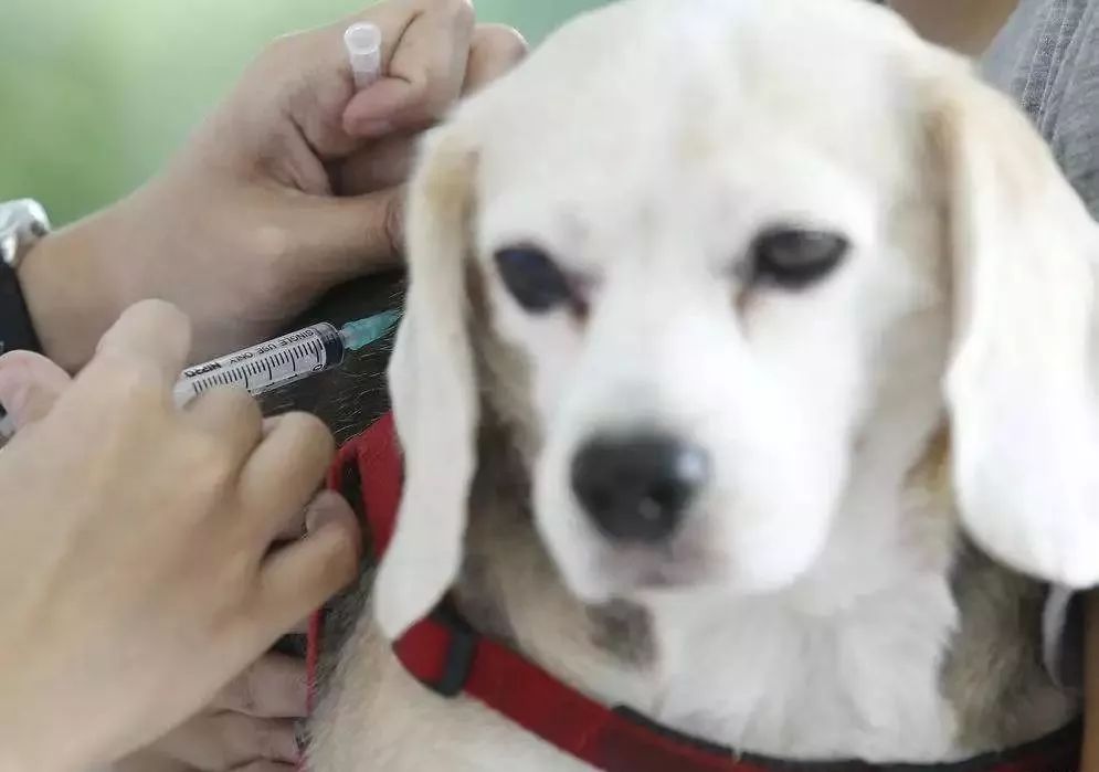 怎么看小狗有没有得传染病 591a848727c548198202fee01560f8ad.jpeg