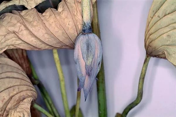 手术后送什么花 606064c27fe94ee382652ad7464ffcb6.jpeg