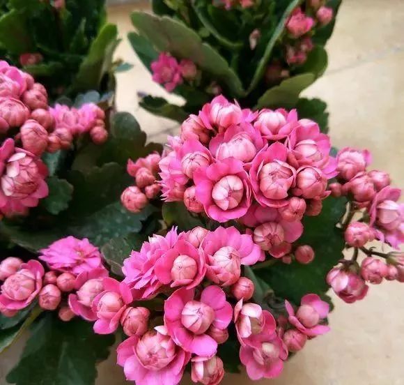 几月份扦插长寿花最容易成活 71c6b6bb3e544ac39b5056837928275d.jpeg