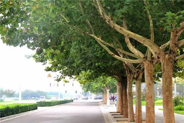 法国梧桐:世界著名行道树