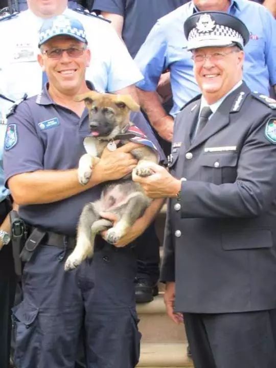 小警犬被開除，背後的真相竟然是..... 寵物 第4張