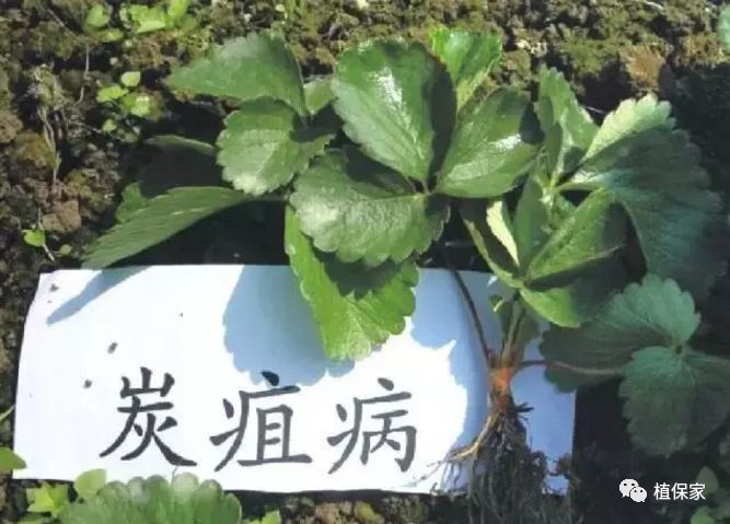 多种真菌性病害,对作物的白粉病,锈病,叶斑病,蔓枯病,早疫病,立枯病