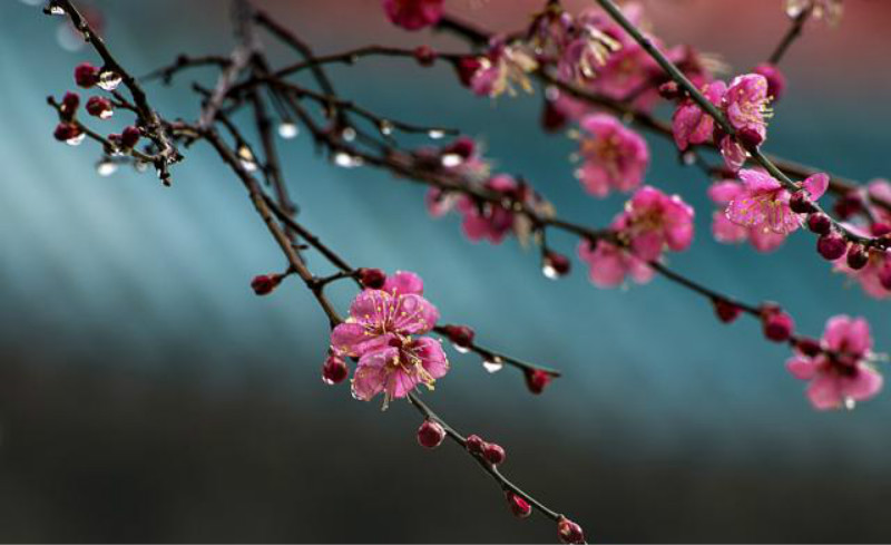 成语比什么梅_马什么梅(2)