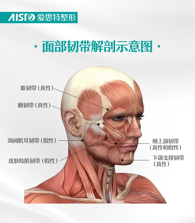 而人的面部韧带分真性韧带和假性韧带