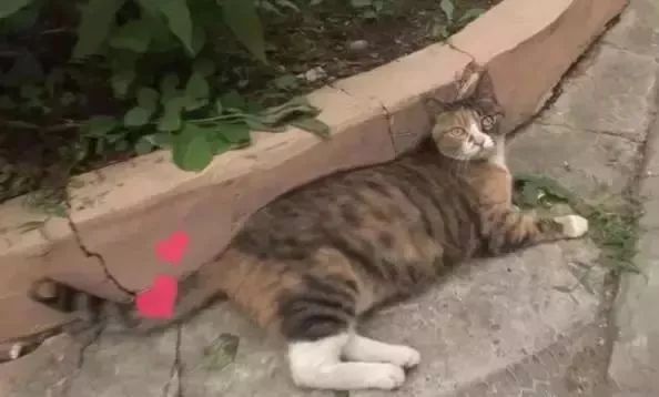 都说猫老成精 为了救被困小猫 母猫居然使出了 欲擒故纵 路人