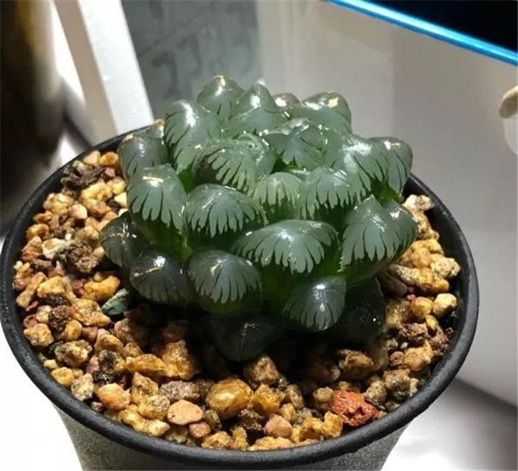在近万种多肉中,哪些品种是有"毒"的?_植物