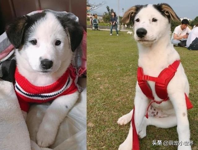 单眼皮幼幼露小肥肚长大后自动开眼头让妈笑翻整形吗