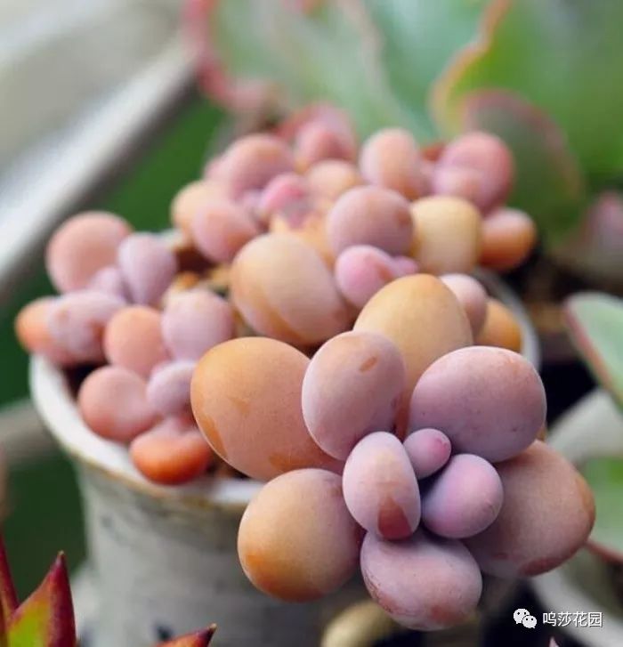 多肉种植技巧视频教程 a27532bb444a4a25acaf468ead9602a8.jpeg