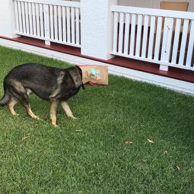 小警犬被開除，背後的真相竟然是..... 寵物 第11張