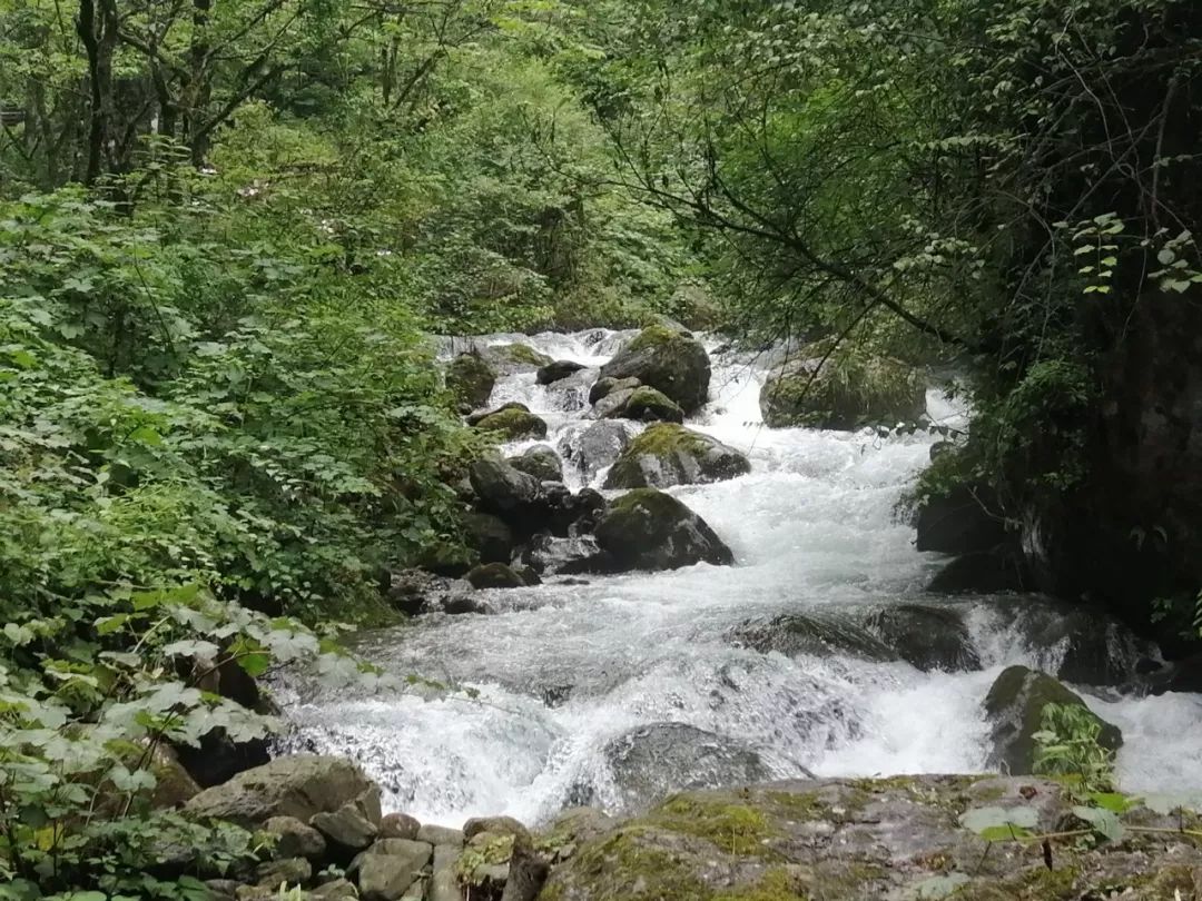 大飞水景区是西岭雪山的前山,门票30元(费用已含),游客全程沿山中溪水