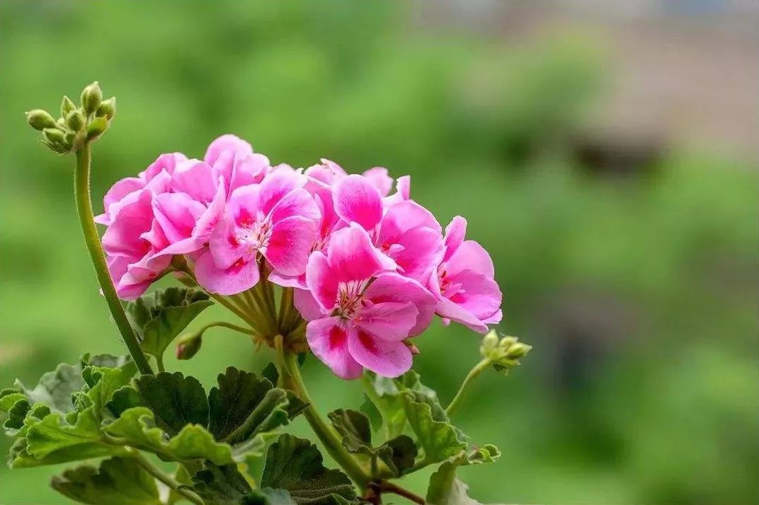 玫瑰天竺葵 rose geranium 轻熟女的平衡之美|瑞息芳疗