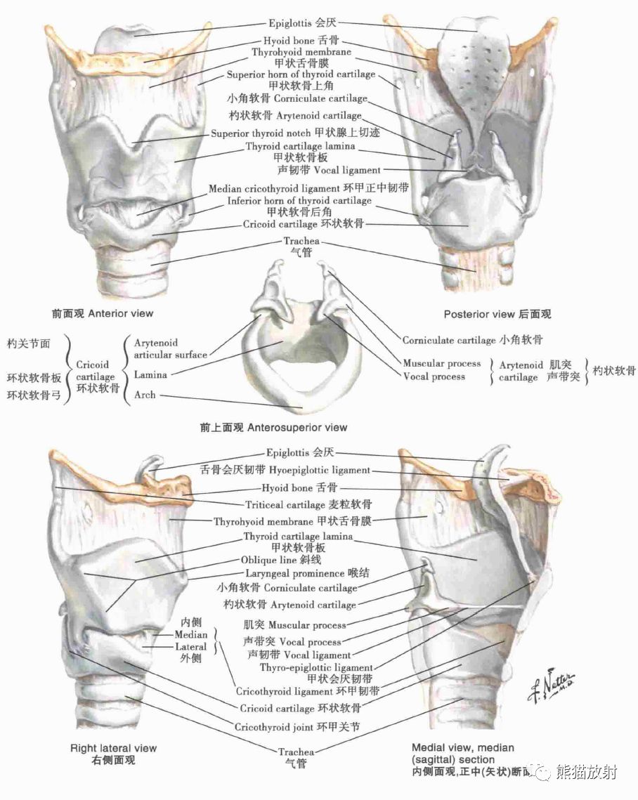 奈特解剖丨三叉神经分支,翼腭窝,咽喉(双语)