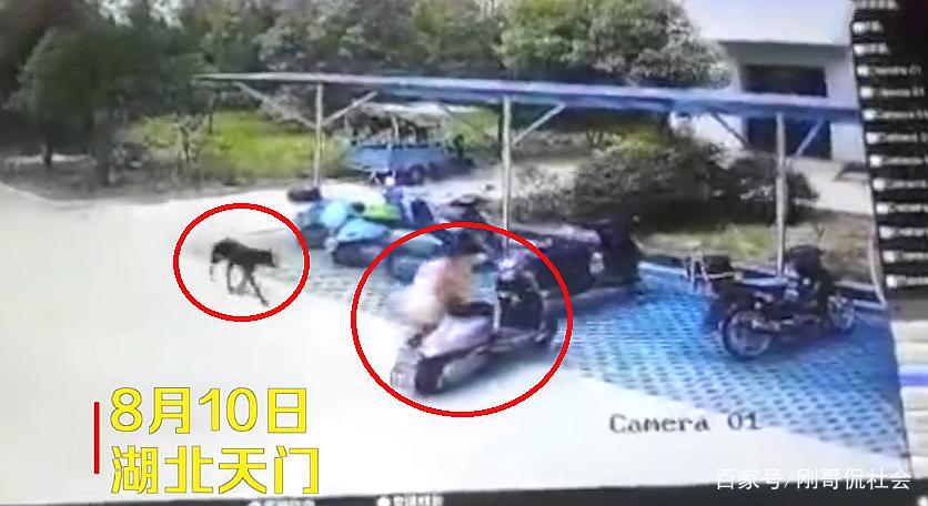 湖北一女子遭黑狗疯狂撕咬5分钟,现场血迹斑斑:这狗没人看管!