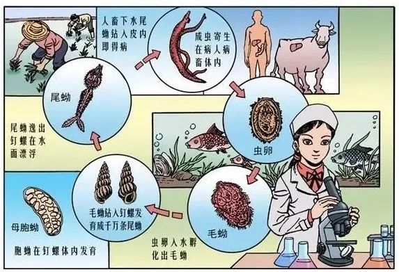 【健康知识】夏季到堰塘,沼泽地注意预防血吸虫病