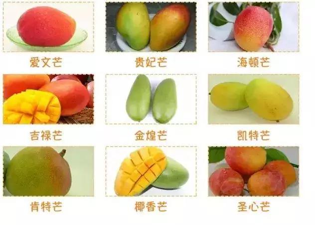 下面,小编用一张图带你认识攀枝花的众多芒果品种.