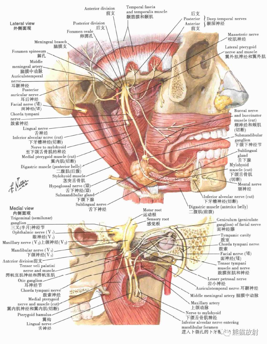 下颌神经 v3眼神经v1和上颌神经v2三叉神经分支